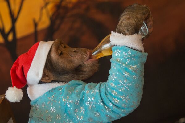 Обезьянка Виола Обезьянка Виола - Sputnik Արմենիա