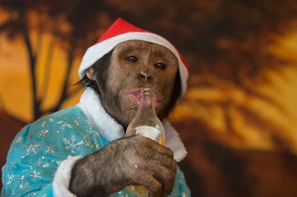 Обезьянка Виола Обезьянка Виола - Sputnik Армения