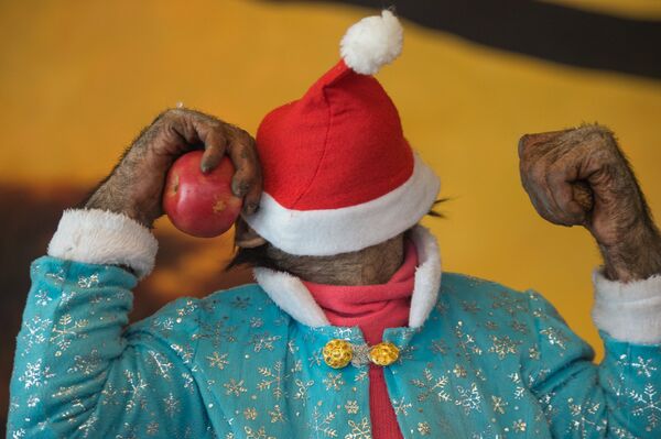 Обезьянка Виола Обезьянка Виола - Sputnik Արմենիա