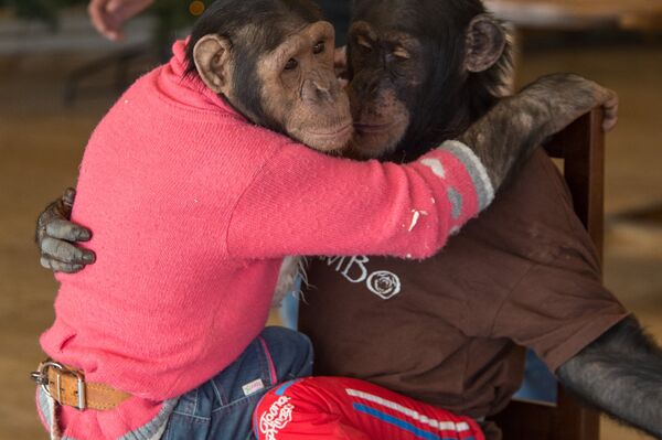 Обезьянка Виола и Джамбо Обезьянка Виола и Джамбо - Sputnik Армения