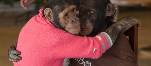 Обезьянка Виола и Джамбо - Sputnik Армения