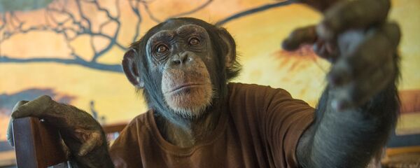 Обезьянка Джамбо - Sputnik Արմենիա