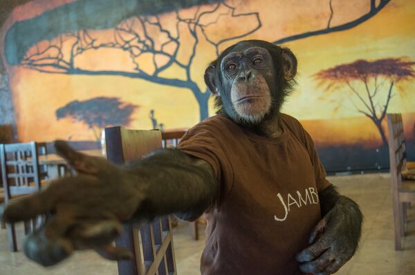 Обезьянка Джамбо Обезьянка Джамбо - Sputnik Армения