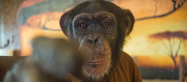 Обезьянка Джамбо - Sputnik Армения