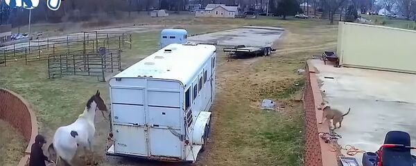 Питбуль против лошади - Sputnik Армения