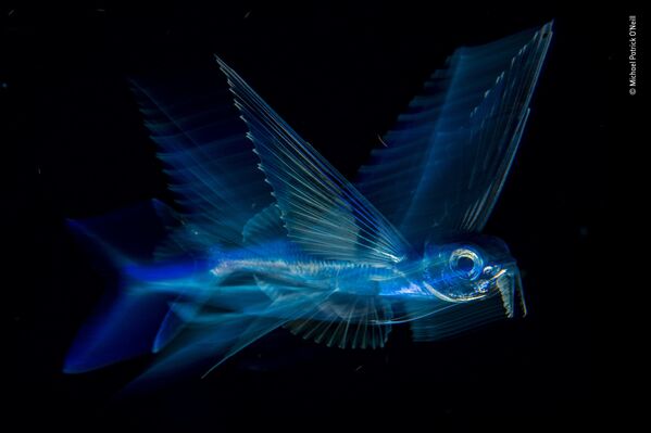 Снимок Night flight американского фотографа Michael Patrick O’Neill, победивший в категории Under Water фотоконкурса 2018 Wildlife Photographer of the Year - Sputnik Արմենիա