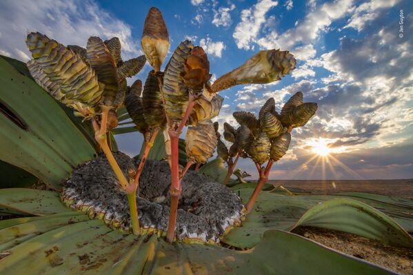 Снимок Desert relic немецко-американского фотографа Jen Guyton, победивший в категории Plants and Fungi фотоконкурса 2018 Wildlife Photographer of the Year - Sputnik Արմենիա