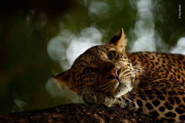 Снимок Lounging leopard южноафриканского фотографа Skye Meaker, победивший в категории 15-17 Years Old фотоконкурса 2018 Wildlife Photographer of the Year - Sputnik Армения
