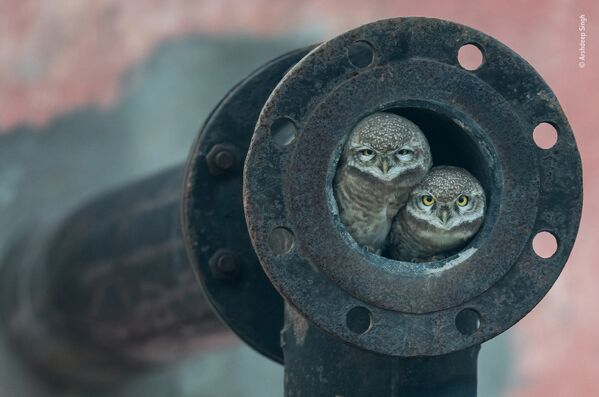 Снимок Pipe owls индийского фотографа Arshdeep Singh, победивший в категории 10 Years and Under фотоконкурса 2018 Wildlife Photographer of the Year - Sputnik Армения