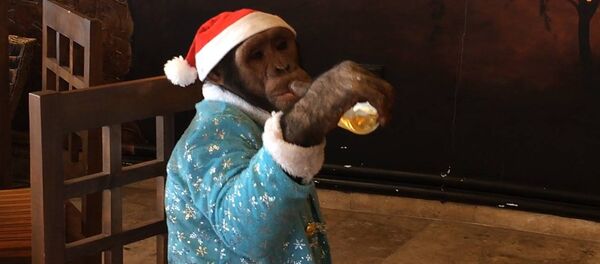 Обезьянка по имени Виола готовится к Новому Году Обезьянка по имени Виола готовится к Новому Году - Sputnik Армения