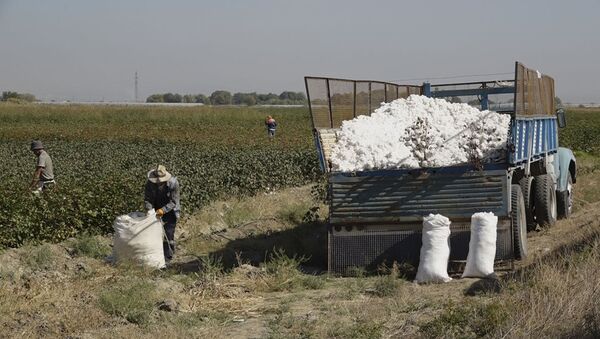В Армении собирают урожай хлопка: таджикские специалисты помогают армянскому бизнесмену. - Sputnik Армения