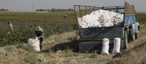 В Армении собирают урожай хлопка: таджикские специалисты помогают армянскому бизнесмену. В Армении собирают урожай хлопка: таджикские специалисты помогают армянскому бизнесмену. - Sputnik Армения