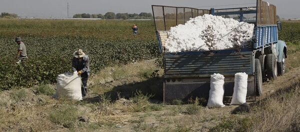 Հայաստանում բամբակի բերք են հավաքում. Հայ գործարարին աջակցում են տաջիկ մասնագետները Հայաստանում բամբակի բերք են հավաքում. Հայ գործարարին աջակցում են տաջիկ մասնագետները - Sputnik Արմենիա