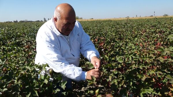 Невиданный урожай в Армении: почему прежние власти хотели сжечь все семена хлопка? - Sputnik Армения