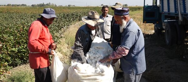 Хлопковое поле в Армении - Sputnik Армения