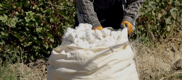 Хлопковое поле в Армении - Sputnik Արմենիա