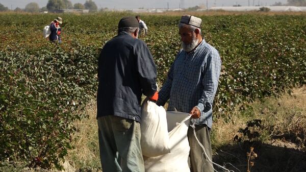 Заморозки хлопку не помеха — ответ на предупреждение Минсельхоза Армении Заморозки хлопку не помеха — ответ на предупреждение Минсельхоза Армении - Sputnik Армения