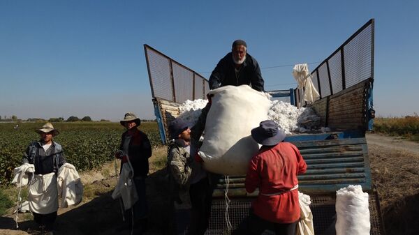 Хлопковое поле в Армении Хлопковое поле в Армении - Sputnik Արմենիա