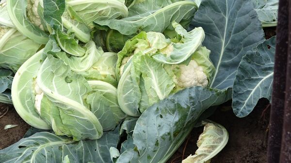 «Զրոյական» կալորիականություն ունեցող մթերքներ. կարելի է նաև ճիշտ սնվելով նիհարել - Sputnik Արմենիա