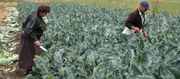 Сбор урожая в Армавирской области - Sputnik Армения