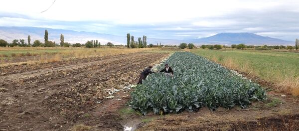 Сбор урожая в Армавирской области - Sputnik Армения