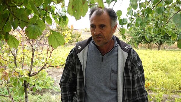 Армянские фермеры спешат собрать урожай, или Стоит ли мучиться из-за грошей - Sputnik Армения