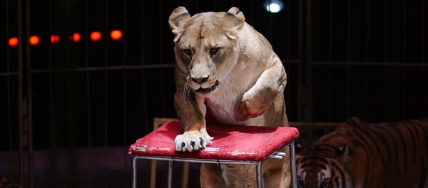Львица в цирке Львица в цирке - Sputnik Армения