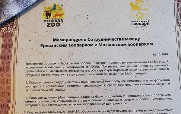 Меморандум о сотрудничестве между Ереванским и Московским зоопарками (30 октября 2018). Ереван Меморандум о сотрудничестве между Ереванским и Московским зоопарками (30 октября 2018). Ереван - Sputnik Армения