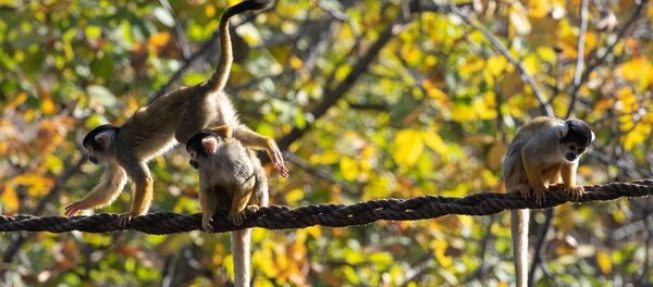 Ереванский зоопарк (30 октября 2018) - Sputnik Армения