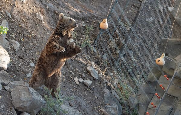 Медведь в Ереванском зоопарке  - Sputnik Армения