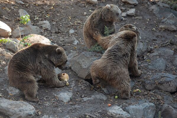 Медведи в Ереванском зоопарке  - Sputnik Армения