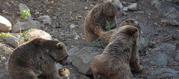 Ереванский зоопарк (30 октября 2018) - Sputnik Армения