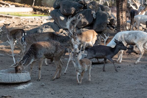 Не надо их есть, или Один день из жизни ереванского зоопарка - Sputnik Армения