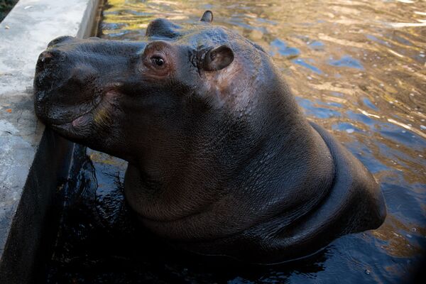 Не надо их есть, или Один день из жизни ереванского зоопарка - Sputnik Армения