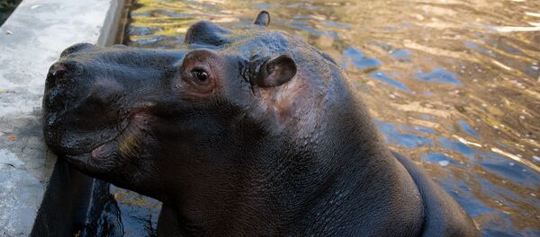Бегемот в Ереванском зоопарке  - Sputnik Армения