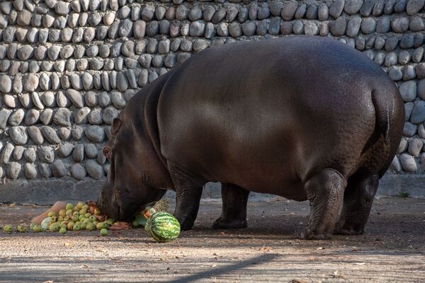 Не надо их есть, или Один день из жизни ереванского зоопарка - Sputnik Армения