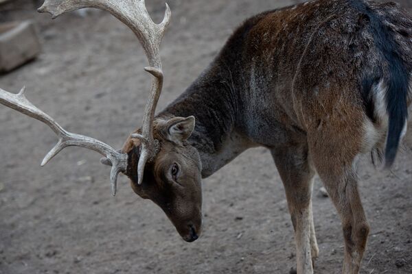 Не надо их есть, или Один день из жизни ереванского зоопарка - Sputnik Армения
