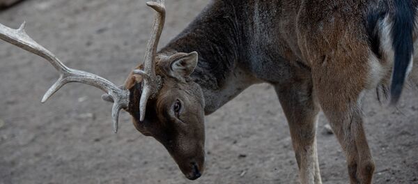  Ереванский зоопарк (30 октября 2018) - Sputnik Արմենիա