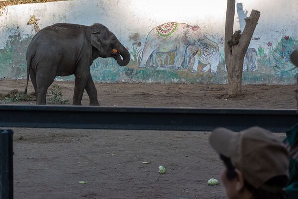 Слон в Ереванском зоопарке  - Sputnik Армения