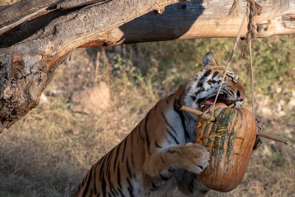 Тигр в Ереванском зоопарке  - Sputnik Армения