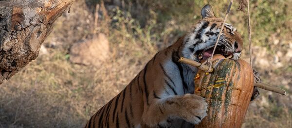  Ереванский зоопарк (30 октября 2018) - Sputnik Армения