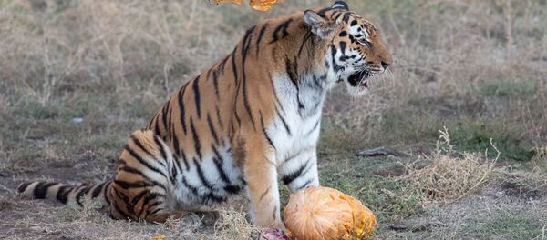  Ереванский зоопарк (30 октября 2018) - Sputnik Армения