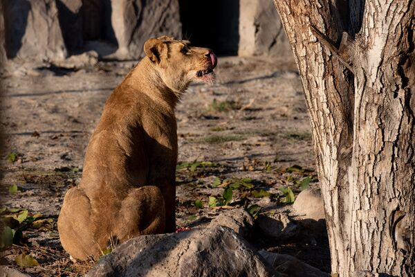 Не надо их есть, или Один день из жизни ереванского зоопарка - Sputnik Армения