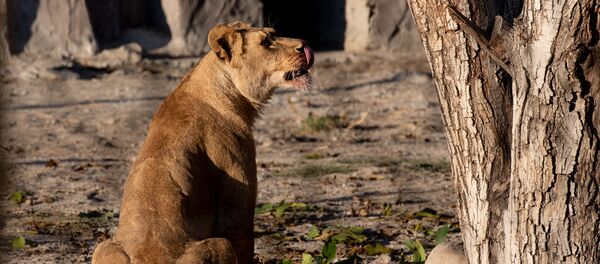 Ереванский зоопарк (30 октября 2018) Ереванский зоопарк (30 октября 2018) - Sputnik Армения