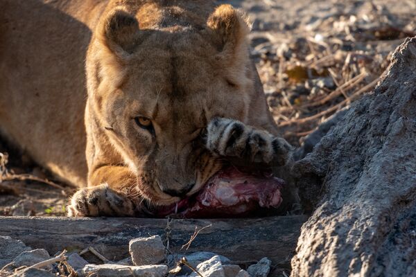 Не надо их есть, или Один день из жизни ереванского зоопарка - Sputnik Армения