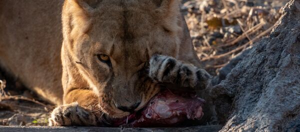 Ереванский зоопарк (30 октября 2018) Ереванский зоопарк (30 октября 2018) - Sputnik Արմենիա