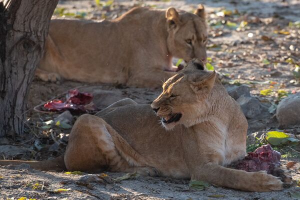Պետք չէ նրանց ուտել. մեկ օր Երևանի կենդանաբանական այգու կյանքից Պետք չէ նրանց ուտել. մեկ օր Երևանի կենդանաբանական այգու կյանքից - Sputnik Արմենիա