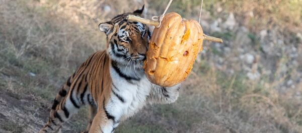 Ереванский зоопарк (30 октября 2018) Ереванский зоопарк (30 октября 2018) - Sputnik Արմենիա