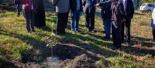 Корольковый саженец в селе Дитаван Тавушской области - Sputnik Армения