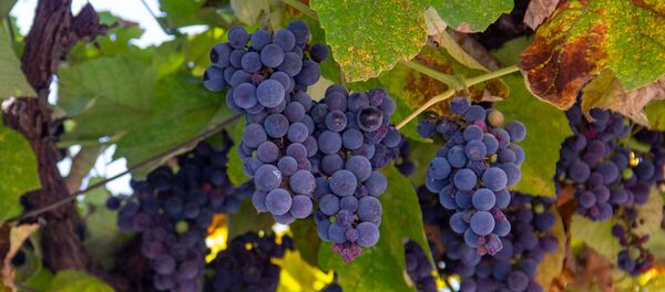 Виноград в селе Ачаджур Тавушcкой области - Sputnik Արմենիա